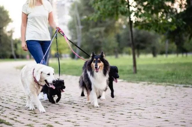 防患于未然！多人遛狗不牵绳，宝妈带铁扳手防身
