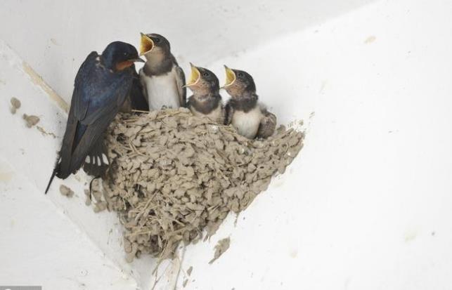 金华试管供卵 影响金华三代试管婴儿生男孩的因素 ‘营口伊人26周四维看男女准么’