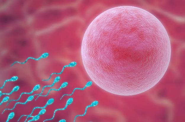 西安供卵试管 西安第四医院能做几代试管婴儿？试管成功率高不高？ ‘怀孕女儿特征’