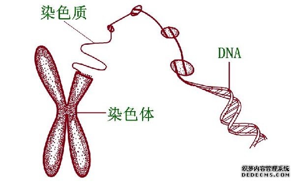 杭州供卵试管经验 杭州做试管婴儿会对女性的身体造成伤害吗 ‘9个怀女孩征兆’