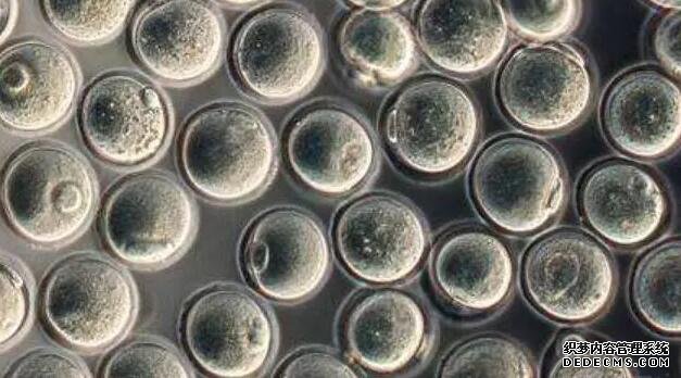 上海最优质的代怀网 上海做试管婴儿好的医院是哪些? ‘代孕5周1.2*1.2*0.7孕囊是男孩还是女孩’