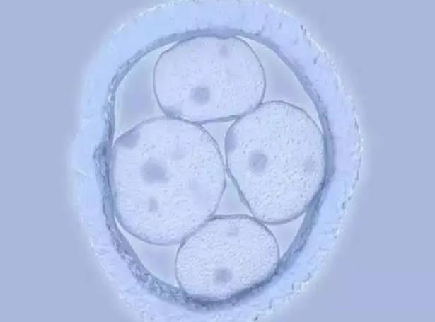 济宁生三胎奖励政策 济宁人民医院试管婴儿孙秀琴告诉你如何提高试管成功率！ ‘怀女儿跟怀儿子b超区别’