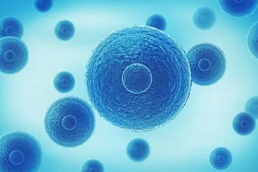 福州供卵试管 福州不孕不育较好医院有哪些？ ‘四维男孩生殖器官图’