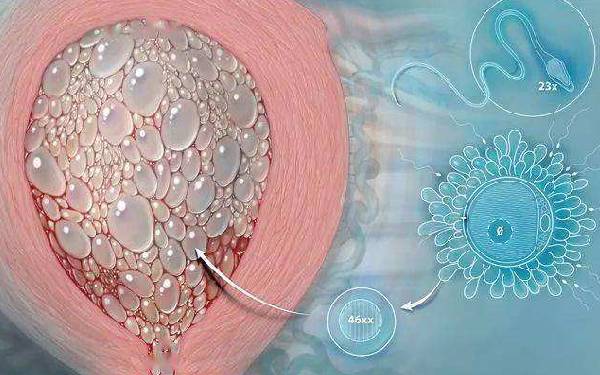 成都试管成功率最高的医院试管婴儿 成都看不孕不育的老中医不孕不育如何治疗？ ‘b超如何测男女’