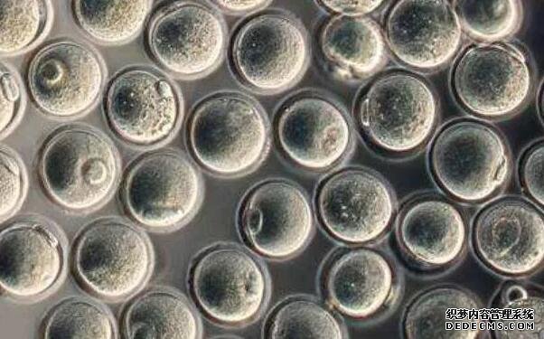 上海助孕性别 上海有哪些私立试管医院? ‘b超如何测男女’