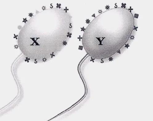 深圳供卵试管中心 深圳武警医院试管地址具体在哪里？ ‘做彩超宝宝下面尖的是男孩还是女孩’