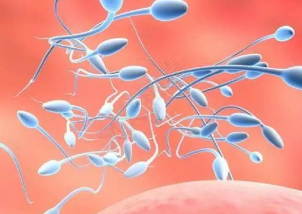 石家庄供卵试管 石家庄试管婴儿医院推荐： ‘四个月胎儿彩超怎么看男女’