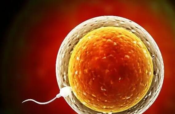 石家庄艾滋病代孕 石家庄市四院三代试管试管婴儿让你安心代孕 ‘怀女儿的孕囊形状图片’