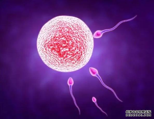 兰州市试管婴儿医院 2022兰州大学第一医院供精试管费用一览 ‘代孕50天,b超3个数,第一个数和第二个数一样大,是女孩吗’