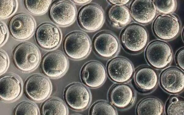 泰国试管婴儿流程步骤有哪些?准妈妈了解一下