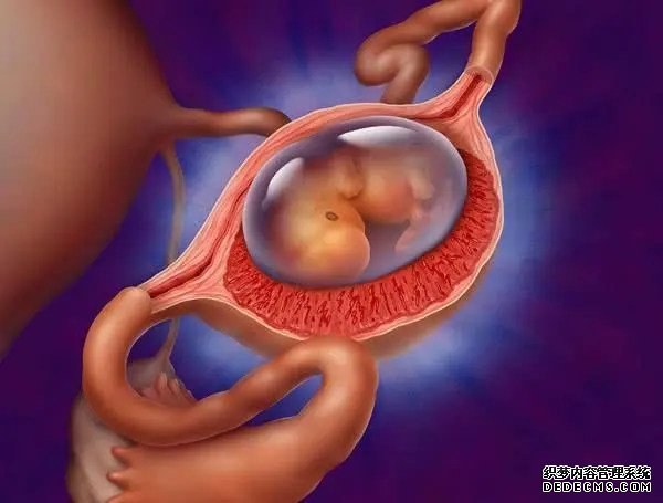 试管婴儿移植前的注意事项——注意这五点，提高成功率