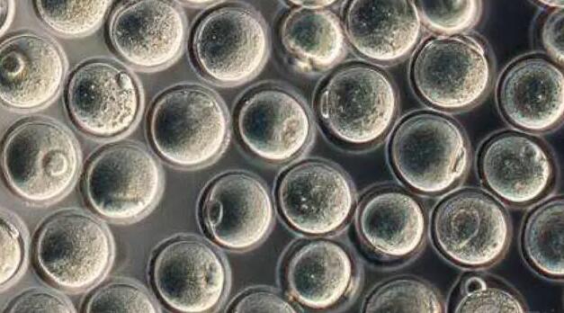 内蒙古哪里做试管婴儿成功率最高,内蒙古同济医院生殖科做试管移植两个鲜胚成功率怎么样？