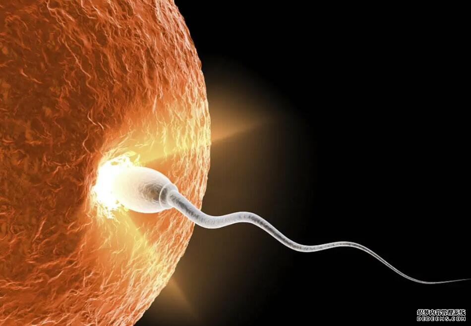 2023萍乡借卵试管医院排名公布！附各大医院卵源等待时间