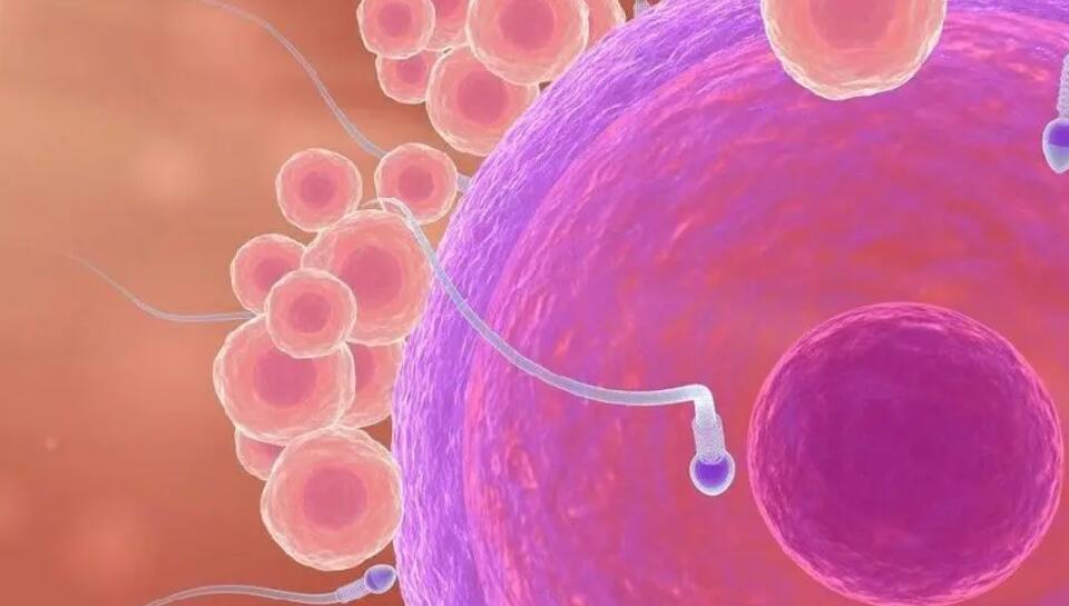 镇江供卵试管 镇江哪里可以做试管婴儿？哪些医院比较好？ ‘营口伊人26周四维看男女准么’