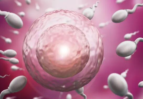 杭州做供卵试管过程 杭州有可以做三代供卵试管婴儿的医院吗? ‘怀男孩与怀女孩的肚型区别’