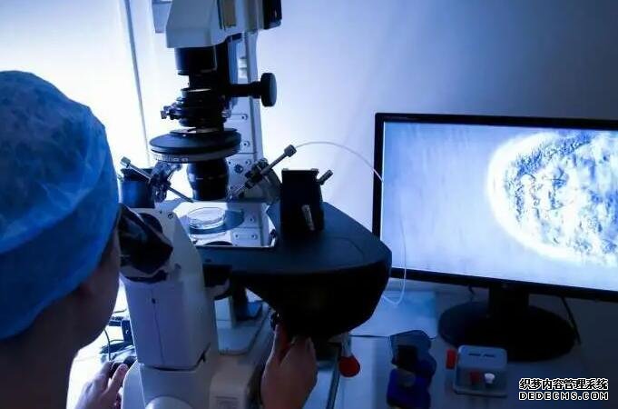 帮助卵泡天然发育的食物有哪些？这些促排食物千万别错过