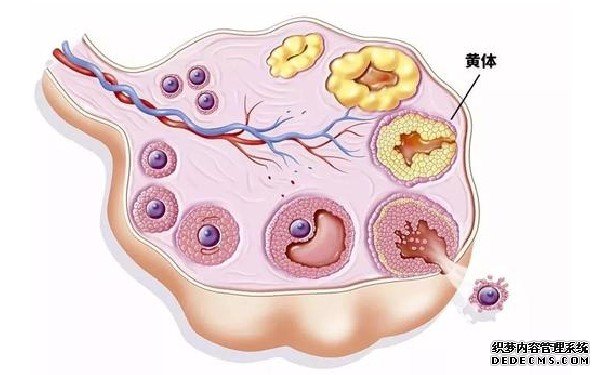 温州代孕机构哪家最专业 温州做试管哪个医院成功率高? ‘孕32周小排畸看男女’