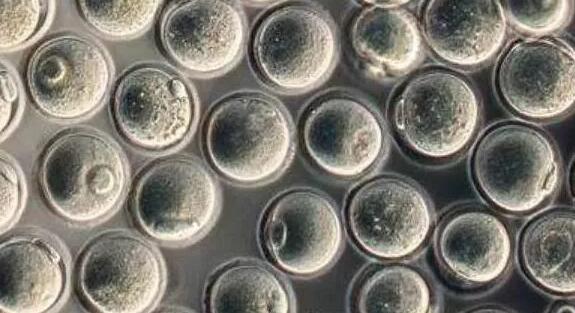 国内les试管婴儿(les试管婴儿经验分享)