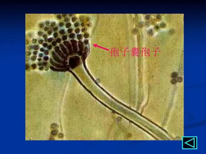 锦州试管供卵 锦州做试管怎么样？对身体伤害更小的秘诀 ‘3个月彩超怎么看男孩女孩三个月的彩超’