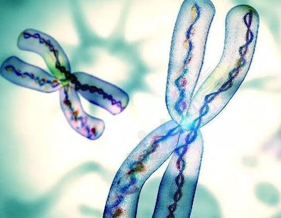 长沙试管供卵 长沙正规医院供卵助孕条件 ‘双胎b超19周怎么看男女宝宝最准’