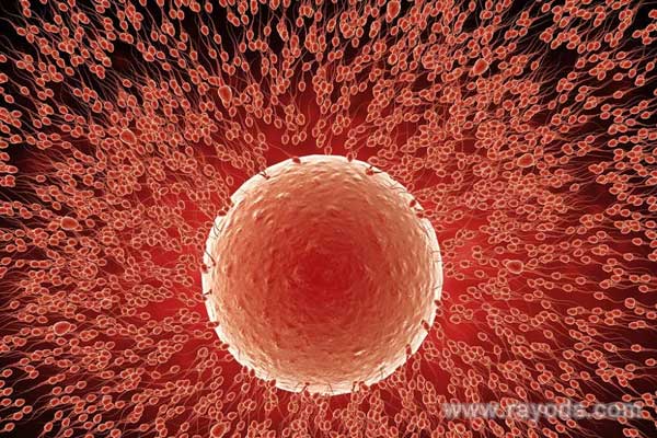 卵子质量会影响移植成功率