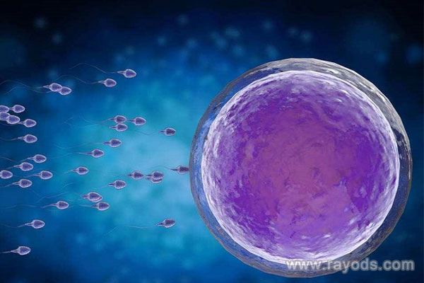 代孕咨询,助孕试管费用