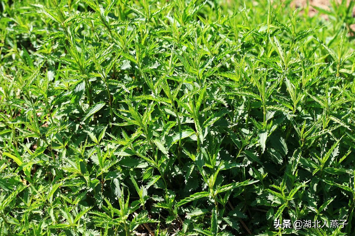 宝宝长不高？大揭秘！