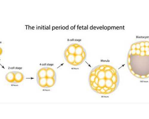 衡水做试管婴儿，怎么选医院才靠谱