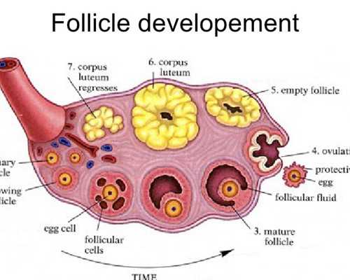 怀孕初期怎么顺利度过？这些小事别忽略