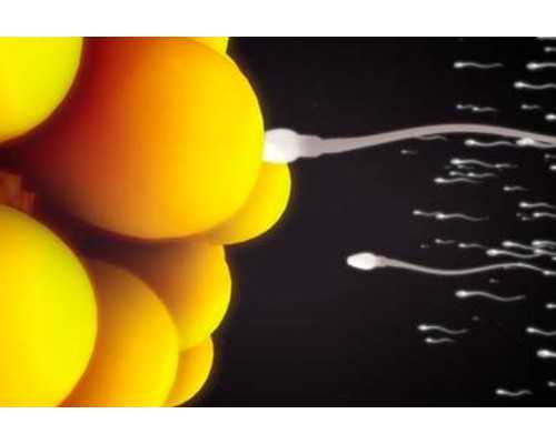 男性输精管堵塞怎么办？能自己好吗？