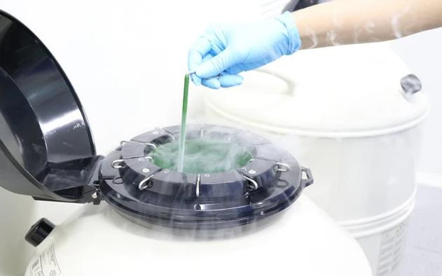 揭秘试管移植胚胎全程：每一步都是关键，麻药需求你真的懂吗？